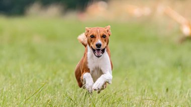 Basenji köpeğinin yem yarışmasında sahada uçtuğu an.