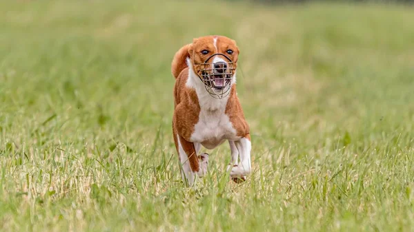 Basenji Dog Running Field Lure Coursing Competition — Stock Photo, Image