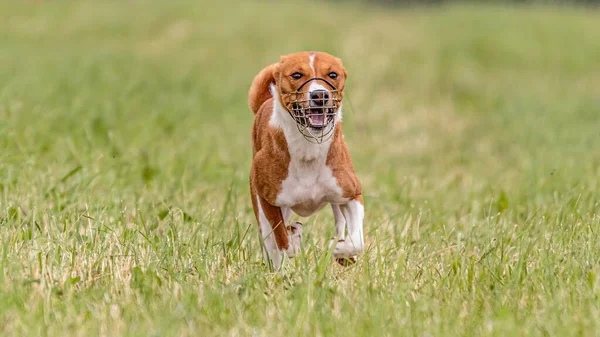 Basenji Perro Corriendo Campo Señuelo Competición Carreras —  Fotos de Stock