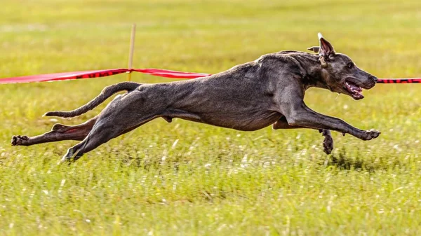 Hund Som Springer Fältet Lockbete Bana Konkurrens Med Soligt Väder — Stockfoto