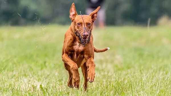 法老猎犬在田里跑来跑去引诱求爱的比赛 — 图库照片