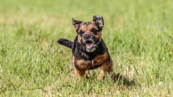 Hund Som Springer Fältet Lockbete Bana Konkurrens Med Soligt Väder — Stockfoto