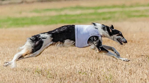 Russian Hunting Sighthound running in the field on lure coursing competition