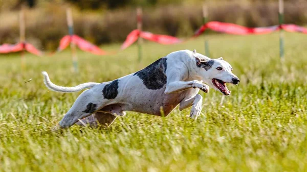 Whippet Dog Esecuzione Sul Campo Attirare Concorrenza Corso — Foto Stock