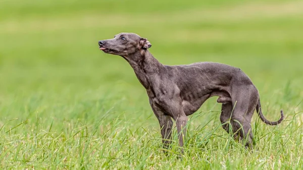 Italian Greyhound dog watching at sky in the green field on lure coursing competition