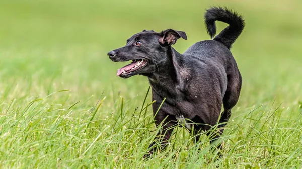 Cão Correndo Campo Atrair Competição Curso Com Tempo Ensolarado — Fotografia de Stock