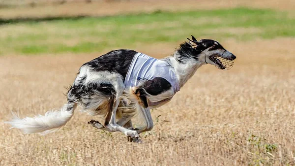 Russian Hunting Sighthound running in the field on lure coursing competition