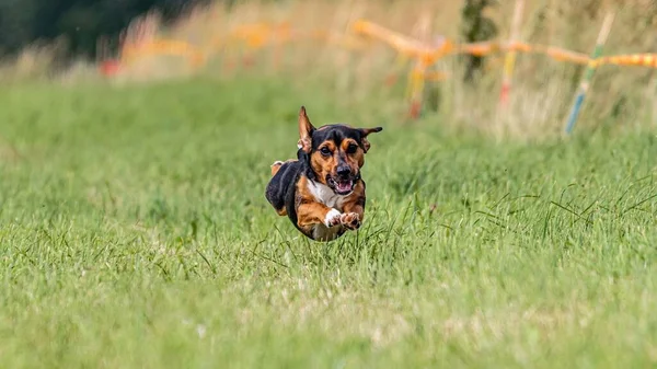 Momento Volo Del Cane Nel Campo Verde Sulla Competizione Corteggiamento — Foto Stock