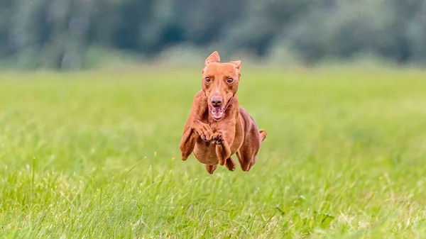 ルアーコース競争の分野でCirnecoデルEtna犬の瞬間 — ストック写真