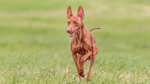 Cirneco Dell Etna Perro Corriendo Campo Señuelo Curso Competencia —  Fotos de Stock