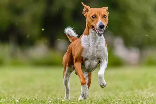 Perro Basenji Corriendo Campo Verde Competencia Señuelos Curso —  Fotos de Stock