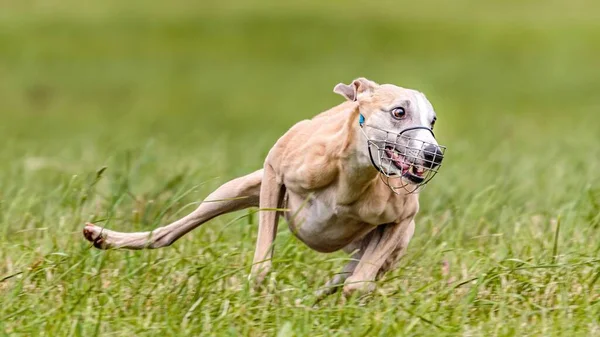 海狗在田里跑来跑去引诱求爱的比赛 — 图库照片