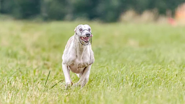 Whippet Cão Correndo Campo Atrair Curso Competição — Fotografia de Stock