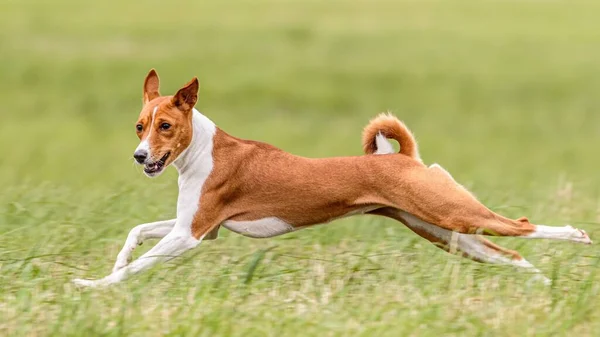 Moment Vol Chien Basenji Dans Domaine Sur Compétition Course Leurre — Photo