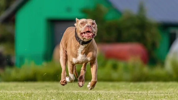 Американський Pit Bull Terrier Працює Зеленому Полі Звабливих Курсуючих Змаганнях — стокове фото