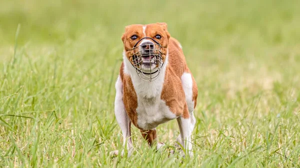 Basenji Kutya Fut Területen Csali Tanfolyam Verseny — Stock Fotó