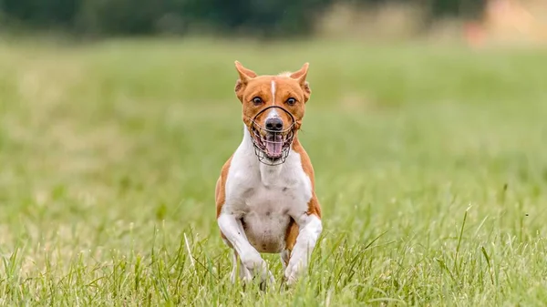 Momento Vuelo Del Perro Basenji Campo Competencia Señuelo Curso —  Fotos de Stock