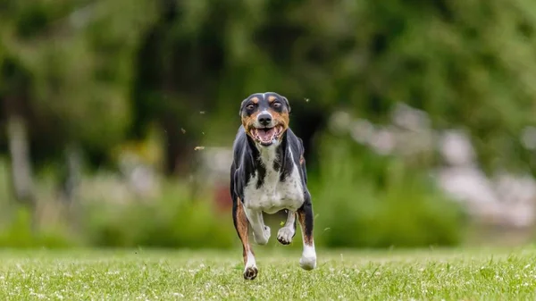 Basenji Köpeği Yeşil Alanda Koşuyor Yem Kursu Yarışmasında — Stok fotoğraf