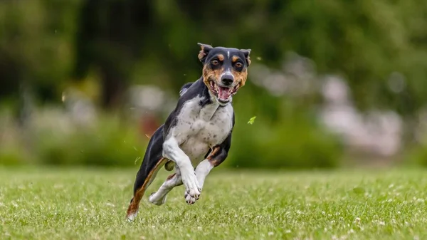 Basenji Hond Loopt Het Groene Veld Lokaas Coursing Wedstrijd — Stockfoto