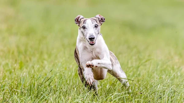 Kamçı köpeği yem yarışmasında sahada koşuyor.
