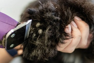 Profesyonel tımarcı tarafından budayıcı ile köpek pençeleri etrafında kırpma