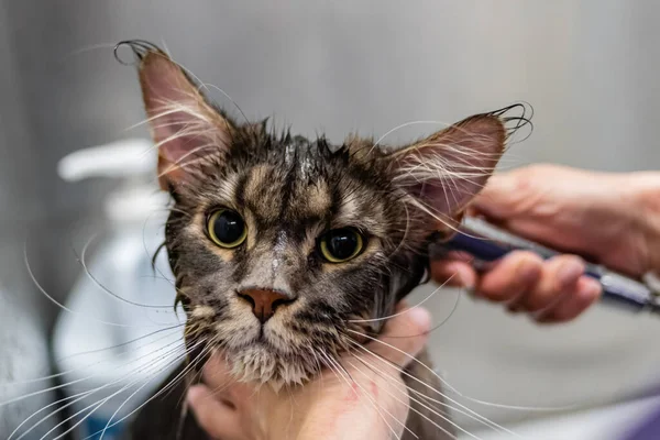 Maine Coon Katzenbaden Mit Dusche Pflegesalon Und Haustier Spa — Stockfoto