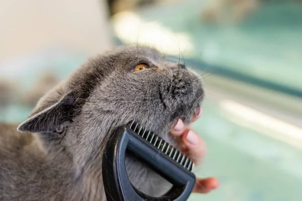 British Shorthair Cat Brushing Professional Groomer Salon — Stock Photo, Image