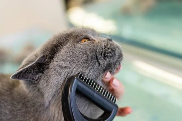 Britisch Kurzhaar Katzenbürsten Von Professioneller Pflegerin Salon — Stockfoto