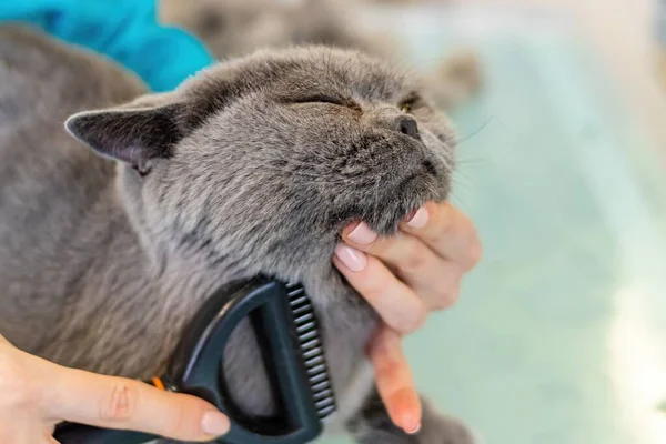 British Shorthair cat brushing by professional groomer in salon