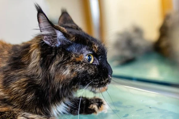 Maine Coon Cat Turtle Color Grooming Salon — Stock Photo, Image