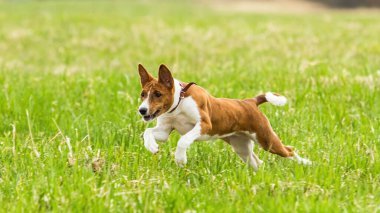 Genç Basenji köpeği yem yarışmasında sahada koşuyor.