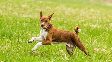 Genç Basenji köpeği yem yarışmasında sahada koşuyor.