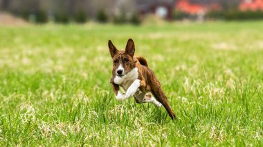 Genç Basenji köpeği yem yarışmasında sahada koşuyor.