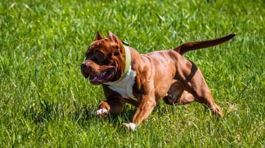 Amerikan Pitbull Teriyeri saha yarışmasında koşuyor.