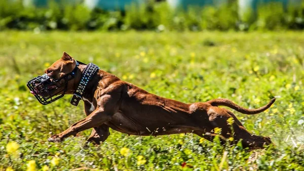 American Pit Bull Terrier Працює Полі Змаганнях Залицяння — стокове фото