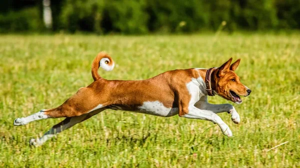 Genç Basenji köpeği yem yarışmasında sahada koşuyor.