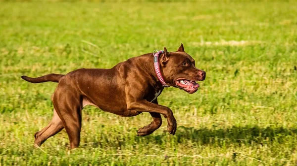 Amerikanska Pit Bull Terrier Körs Fältet Uppvaknande Konkurrens — Stockfoto