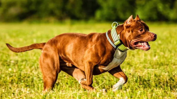 American Pit Bull Terrier Running Field Coursing Competition — Stock Photo, Image