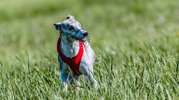 Whippet Perro Camisa Roja Corriendo Campo Señuelo Competición Curso —  Fotos de Stock