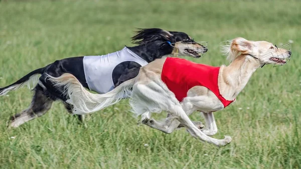 Kırmızı ve beyaz tişörtlü iki rakip, tuzak kurma yarışmasında sahada koşuyor.