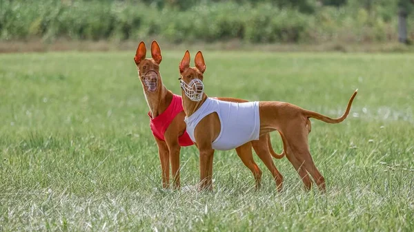 Two pharaoh hound in red and white shirts running in the field on lure coursing competition