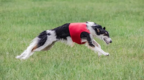 Russian Hunting Sighthound in red shirt running in the field on lure coursing competition