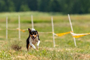 Basenji spor müsabakalarında son sürat koşuyor.