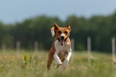 Basenji spor müsabakalarında son sürat koşuyor.