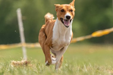 Basenji spor müsabakalarında son sürat koşuyor.