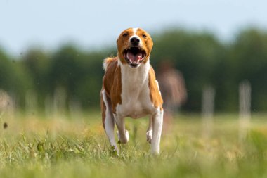 Basenji yavrusu ilk kez köpek sporu yarışmasına katılıyor.