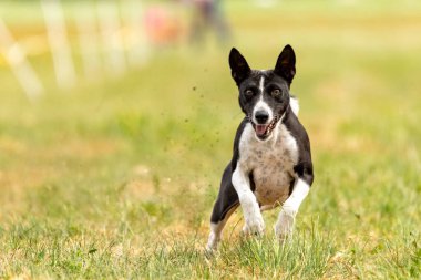 Basenji köpek eğitimi sahada koşuyor.