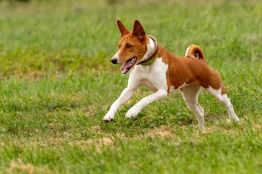 Basenji yavrusu ilk kez köpek sporu yarışmasına katılıyor.
