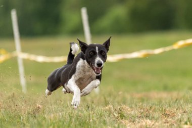 Basenji köpek yarışı sırasında havalandı.