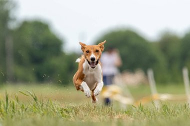 Basenji köpek yarışı sırasında havalandı.